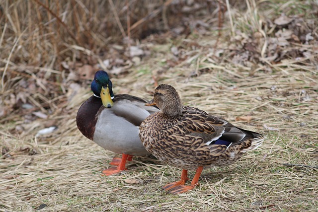 Typiske fejl i krydsord – og hvordan du undgår dem